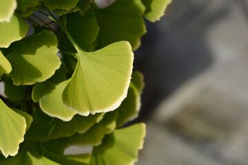 Ginkgo leaves variegated leaves