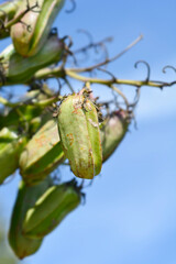 Spanish bayonet fruit