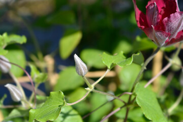 Nubia Clematis flower bud