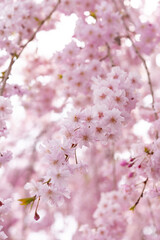 シダレザクラ４