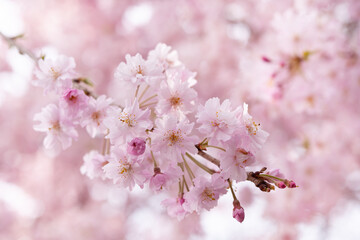 シダレザクラ３