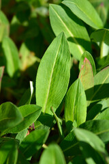 Fleece flower green leaves