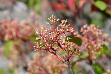 Photinia Red Robin flower buds