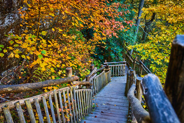 Fall foliage surrounds wood boardwalk hiking trail steps down into forest - Powered by Adobe