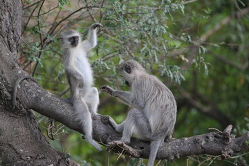 Vervet Monkey