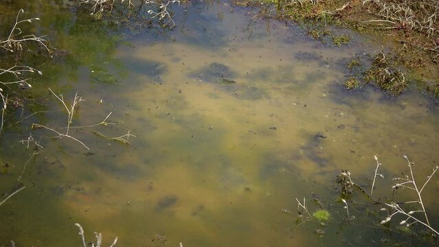 Blue-green and diatoms in the water in the shallow water of the Kuyalnitsky Estuary