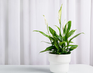 Spathiphyllum flower in a white flower pot against the background of light curtains in a home interior