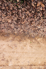 Dry autumn leaves on the side of the road