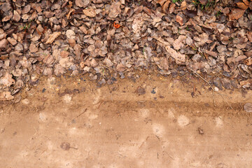 Dry autumn leaves on the side of the road