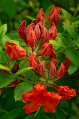 Blooming red ocher rhododendron in the garden
