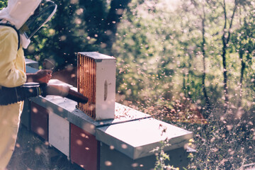beekeeper blowing out the bees from the hive using a blower