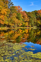 Pond with algae reflecting fall forest around edge