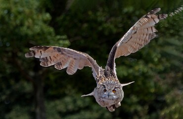 Eagle Owl in flight