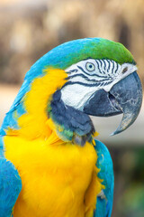 ルリコンゴウインコ