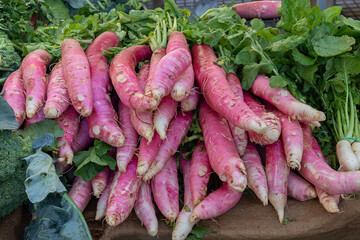 Ra&iacute;z de color p&uacute;rpura reci&eacute;n cosechado. Creciente r&aacute;bano gigante.  Cultivando verduras organicas.