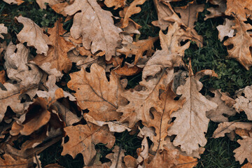 background of golden oak leaves on the ground