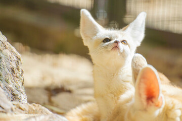 見上げるフェネック