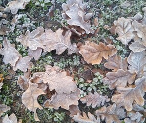 Frozen oak leaves on frozen grass in winter