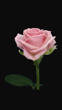 Time lapse of opening beautiful pink Heaven rose with ALPHA transparency channel isolated on black background, vertical orientation