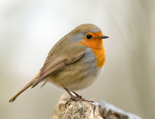 robin on a branch