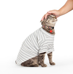 sitting tabby cat pet head pats , tabby cat breed