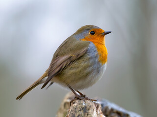 robin on a branch