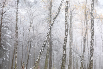 birch forest in winter with fog