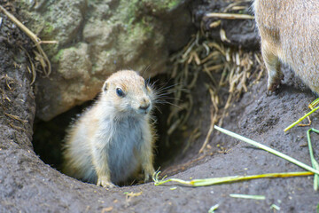 覗くプレーリードッグ