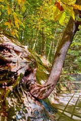 Bent tree trunk growing on wall up along boardwalk trail