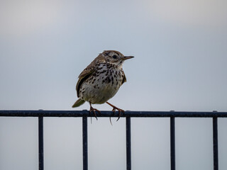 bird on a fence