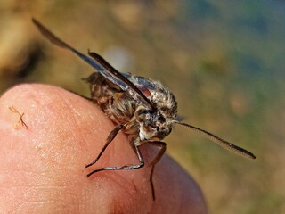 butterfly on the hand.