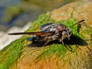 bug on a leaf