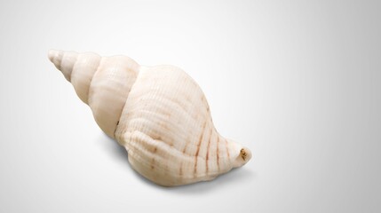 Beautiful sea shell on gray background