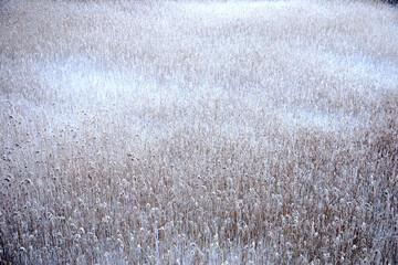 Abstract natural background with dried reed in a lake covered with snow and frost, selective focus