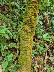 moss on the tree