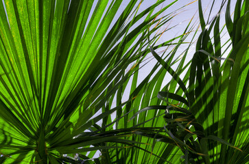 Fototapeta na wymiar fresh palm tree branches bottom view
