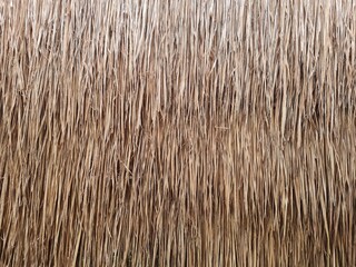 Thatched roof covered with Blady grass or Imperata cylindrica. Natural background and texture. Traditional roof. - obrazy, fototapety, plakaty