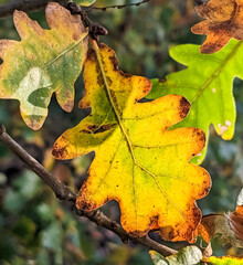 autumn oak leaves