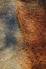 Old cement and dead pine needles texture asset
