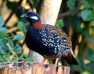 Black francolin male