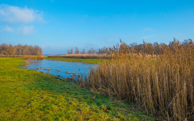 Fototapeta na wymiar Reed along the edge of a frozen lake under a blue sky in sunlight at sunrise in winter, Almere, Flevoland, The Netherlands, December, 2022
