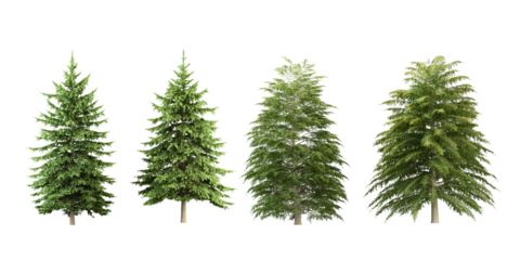 set of pine cones isolated on white