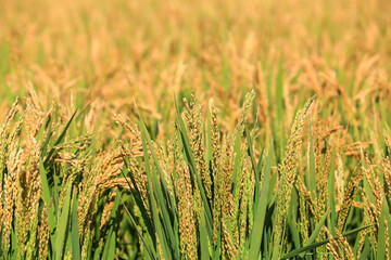 The growing rice is in the farmland