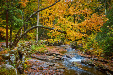 Hanging tree with yellow leaves over river with falls and hiking path along edge