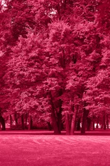 Viva Magenta colour park landscape. Garden monochrome background. Trendy color 2023.
