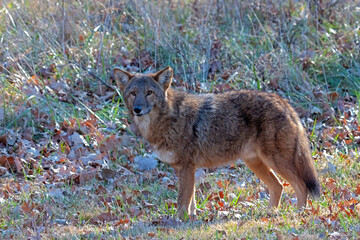 Naklejka na ściany i meble A coyote stares into the canera