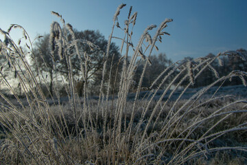 Obraz premium grass and sky