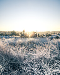 Sunrise Frost Morning with Pine Trees and Heather - Winter in The Netherlands