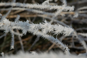 snow covered branches
