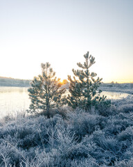 Sunrise Frost Morning with Pine Trees and Heather - Winter in The Netherlands
